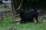WELSH TERRIER 154